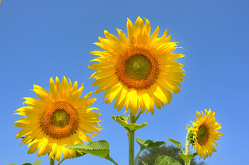 sunflowers