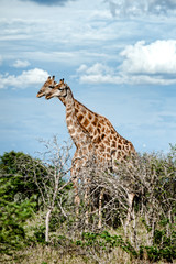 Giraffe, Namibia, Africa