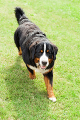 Bernese mountain dog