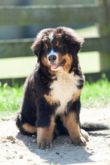 Bernese mountain dog