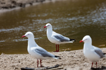 Sea Gull in New Zealand coast.