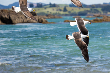 Sea Gull in New Zealand coast.