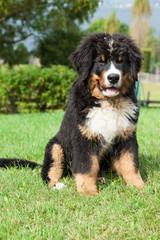 Portrait of a Bernese mountain dog, outdoor