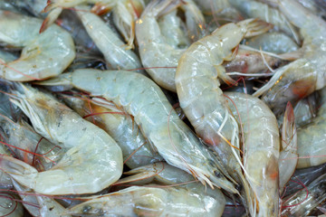 Fresh shrimp in the market