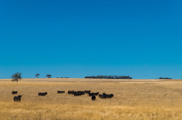 Black cows in the Australian outback