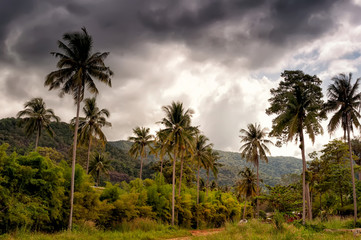 Fototapeta na wymiar coconut trees before the storm