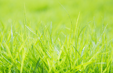Fresh green grass with water droplet on sunshine
