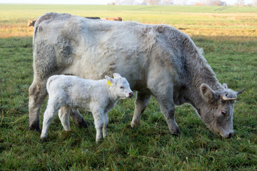 Mutterkuh mit Kalb