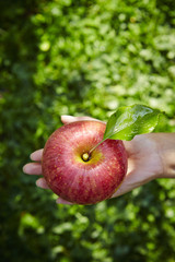 apple