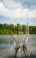Fototapeta na wymiar Swamp land