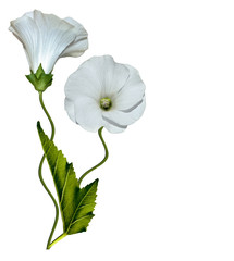 Obraz premium mallow flowers isolated on white background