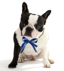Cute French bulldog isolated on white