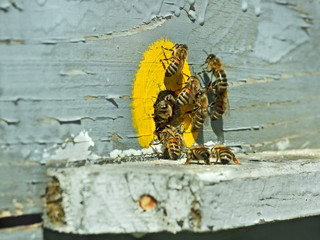 Bees at the hive near tap-hole