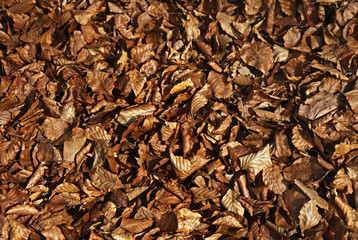 Herbstlaub