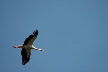 Cigogne (Ciconia ciconia)