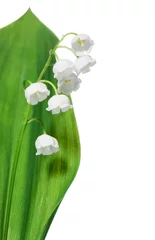 Cercles muraux Muguet Lily of the valley