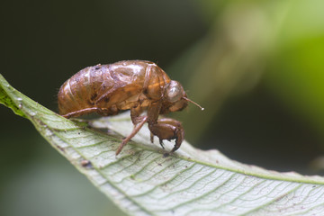 Skeleton of an insect molt