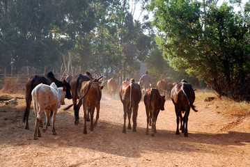 African herders bring small herds of cows grazing-Tanzania-Afric