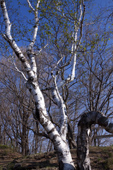 Spring White Birch Trees