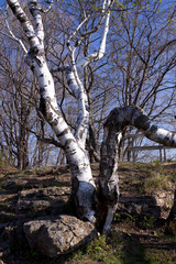 Spring White Birch Trees