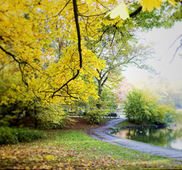 Fall in public park