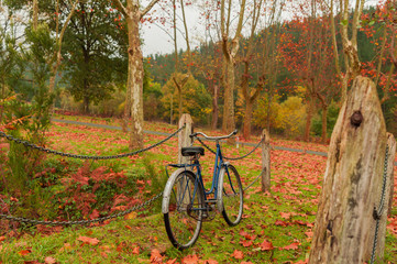 Fototapeta premium Vintage bicycle leaning against a tree and autumn leaves