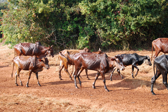 African herders bring small herds of cows grazing-Tanzania-Afric