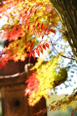 色づくハゼノキの葉