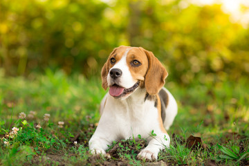Beagle dog resting in garden