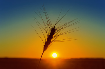 orange sunset and wheat ear on field