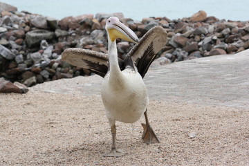 Pelikan gelandet in Walvis Bay