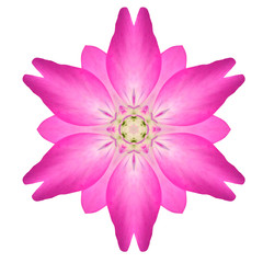 Pink Mandala Flower Ornament Kaleidoscope Pattern Isolated