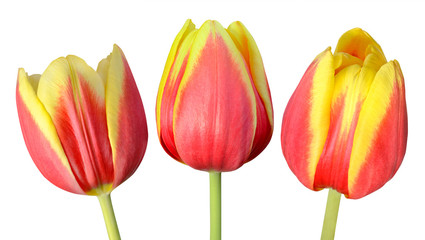 Collection of Three Tulip Flowers Isolated on White