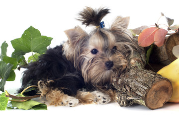 puppy yorkshire terrier