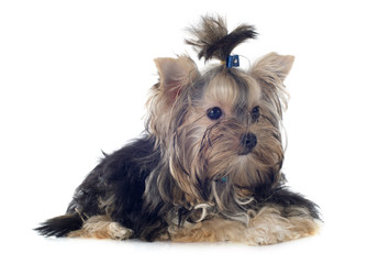 yorkshire terrier