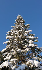 Fir tree with snow on limbs