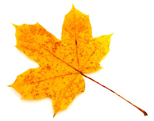 Dry autumn leaf isolated