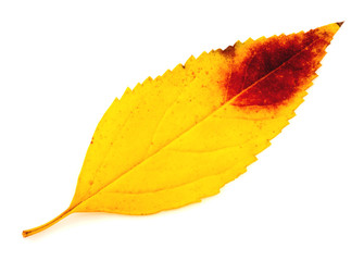 Dry autumn leaf isolated