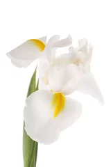 Crédence de cuisine en verre imprimé Iris Iris blanc