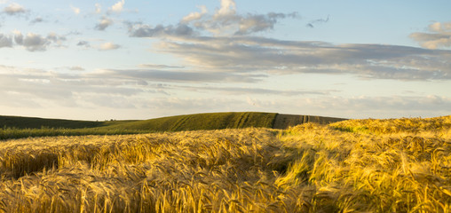  wiosenne fale z młodego zboża © Mike Mareen