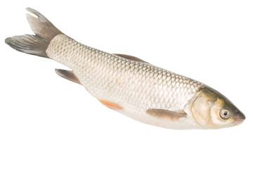fish on a white background