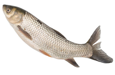 fish on a white background