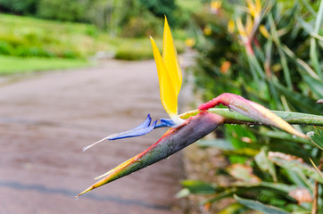 Kirstenbosch Botanical Gardens in Cape Town