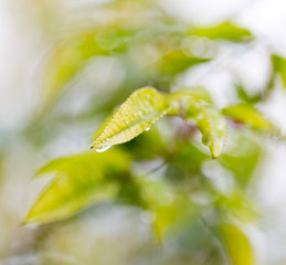 Fototapeta premium rain drops on a plant
