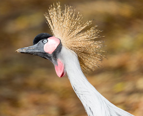 Fototapeta premium bird with a crest on the nature