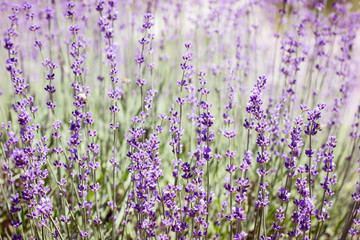 Lavender field