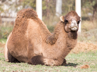 Obraz premium camel portrait in nature