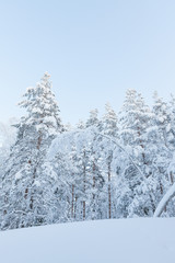 Snowy forest at winter