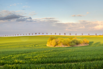 wiosenne pole © Mike Mareen