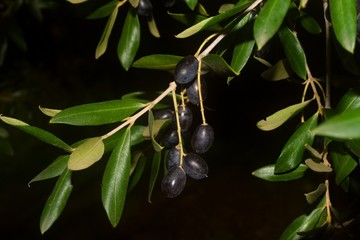 Wild olives